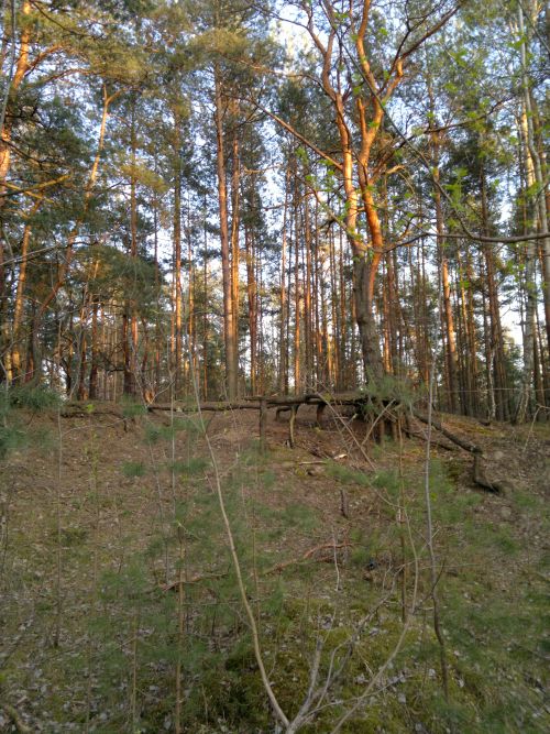 Wyświetl zdjęcie w pełnym rozmiarze